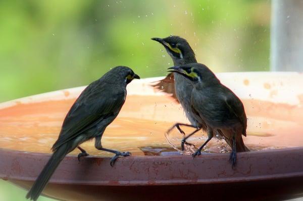 Bird Seed and Supplies