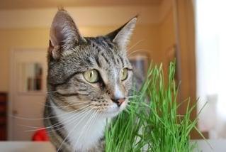 Manny and his Cat Grass