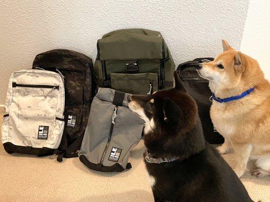 Both little guys excited thinking that they are going somewhere!