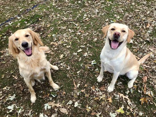 A place where pets come to stay and play! Lifelong friendships and happy memories are made at Fieldstone Animal Inn.