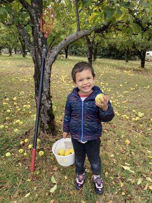 First time picking apples!