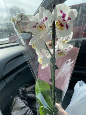 $6 orchid