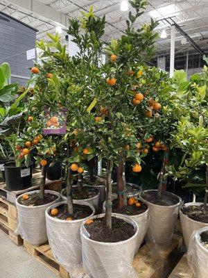 Mandarin tree potted. Great for patio area