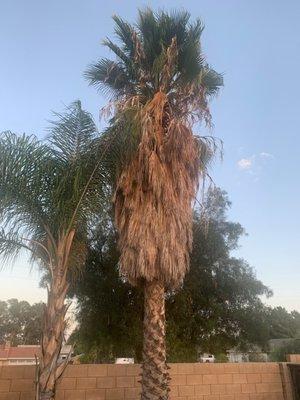 Pines To Palms Tree & Landcare