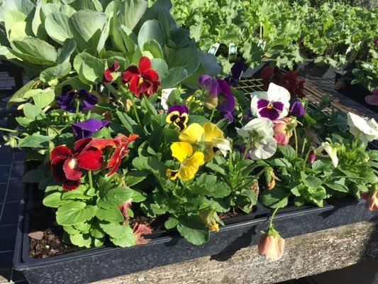 Beautiful winter Pansies!!!!