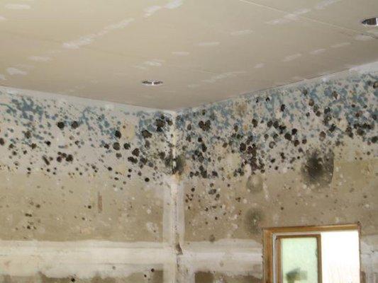 Mold can spread immediately causing major damage to your home but more importantly to you health.