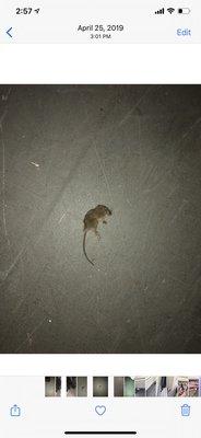 Dead mouse