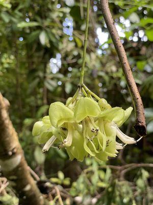 Beautiful flower dangling from the tree. Not sure if it's a kind of orchids.