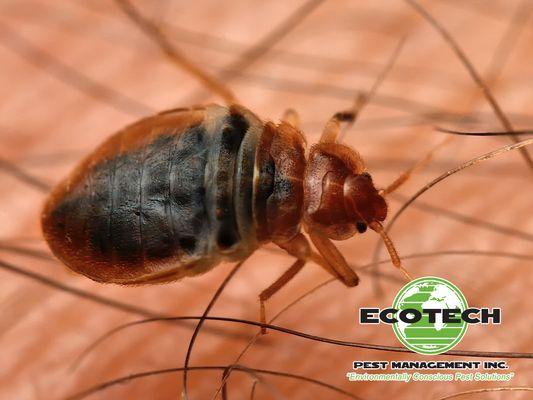 EcoTech Pest Management Inc