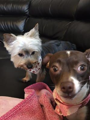 Bentley Kors (Yorkie) and Coco Chanel (Chihuahua Mix) April 2016