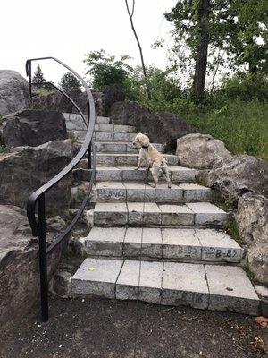 Belle on whirlpool trail