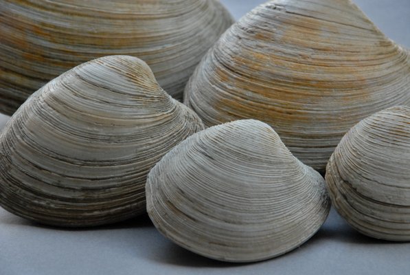 Hardshell Clams