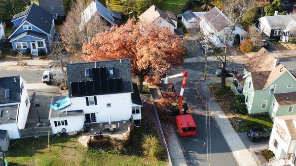 Big tree removal