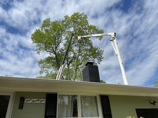 Removing the tree