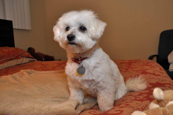 Bella after grooming at Five Paws Dogs Grooming Salon, 03/05/13 - #3