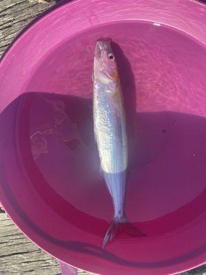 Fish caught by two non-English speakers from Venezuela. I think it is a smell.