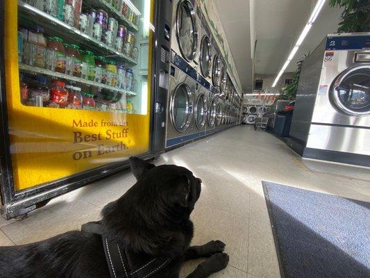 Doggie laundromat time