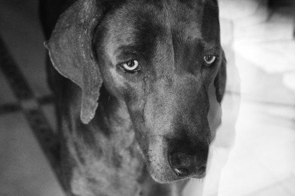 bird dog concentration