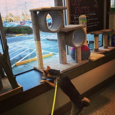 Zoro checking out their cat tree display by the window.