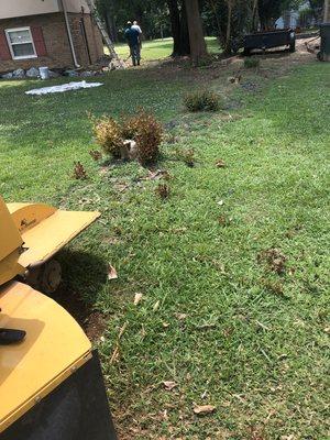 Stump grinding for our friends in Oxford Alabama