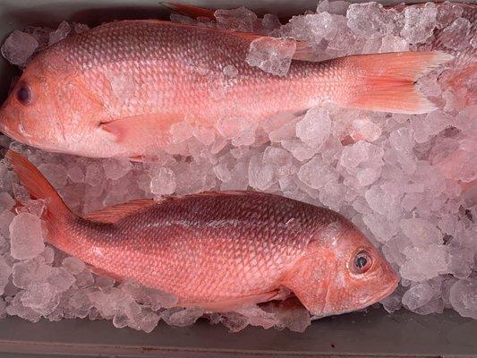 Fresh Gulf Snapper! We wish we had more!