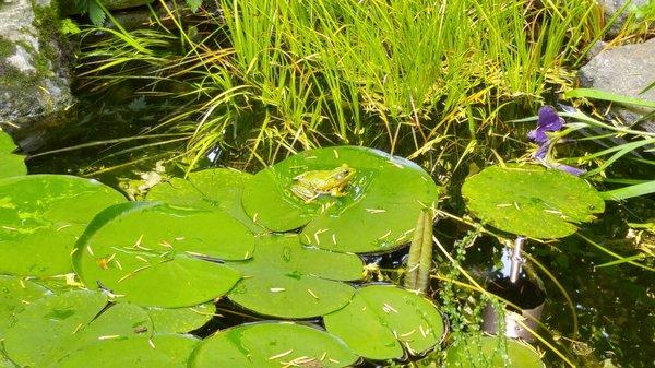 Ponds are very fragile ecosystems. Know what you're doing before you spray!