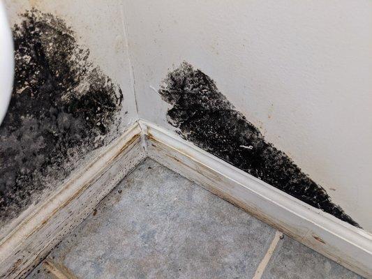 Mold in basement bathroom