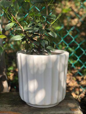 Star jasmine, $12; Pot $19