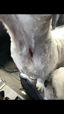 My dog cut on the neck by this groomer, required a vet visit and stitches plus antibiotics. Thanks for shitty haircut and the $500 vet bill.