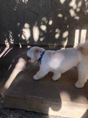 Dusty's teddy bear hair cut: Side view