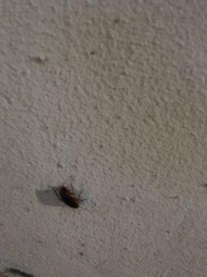 A roach on the room wall