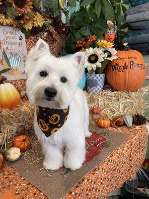 Westies are soooo cute!