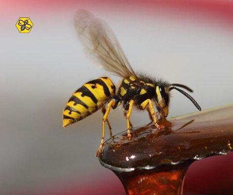 Call us today, and get rid of yellow jackets and related problems!