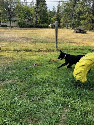 Our Paddock pet and play is excellent for active dogs who need to burn that energy!