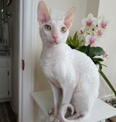 My name is MeToo. I'm a 3 yr old male, Cornish Rex. Me & my brothers go to Hope Animal Hospital. They are the BEST!