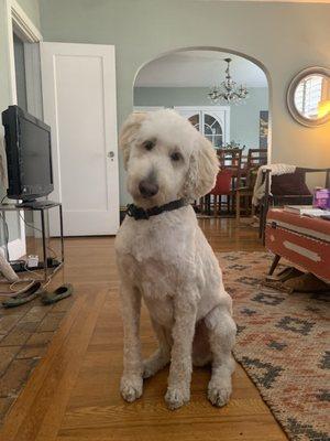 Freshly groomed with a puppy cut