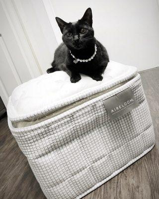 Steve is so sweet, he gifted Icy Cat, our hospital cat at Animal Medical Group (next door) a mattress sample! She loves it! Thank you!!