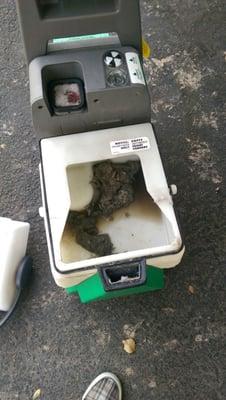 Bissell Carpet Cleaner Rental. Is that a dead animal.  Please check your machines before renting them out!