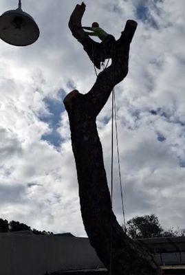 Large Sycamore tree removal in a narrow space