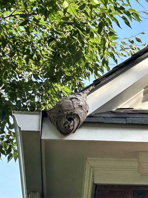 Bald faced hornets nest