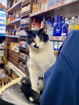 bodega cat: bochy, 3 years old, male; eepy bby, indifferent lil man, did not care for pets, behind the counter ! (02/2024)