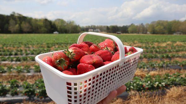 Strawberry basket