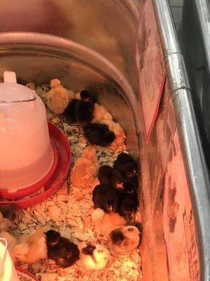 Baby chicks