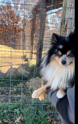 Remi at the National Tiger Sanctuary