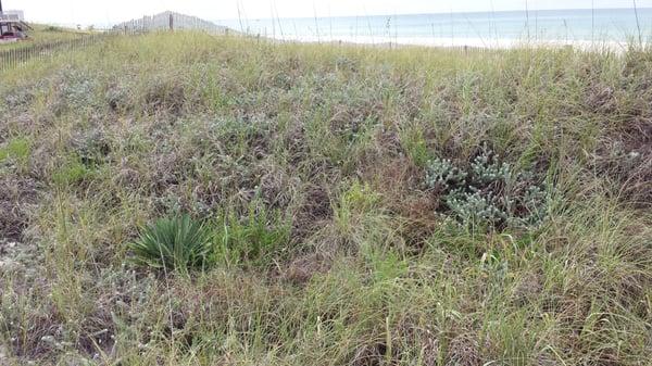 Sand dunes at Rick Seltzer Beach Park