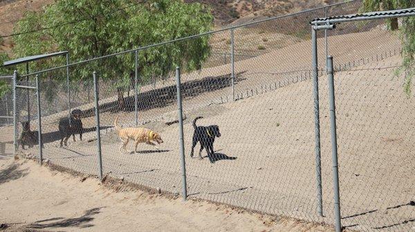 Large dog exercise runs.