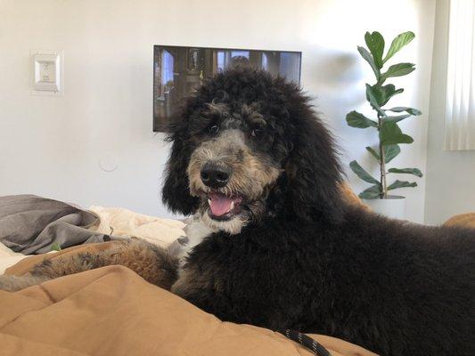 We got a basic bath and asked for just a trim around her mouth and eyes. They also trimmed her paws and behind. She looks great.