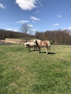 Afternoon yoga with the horses