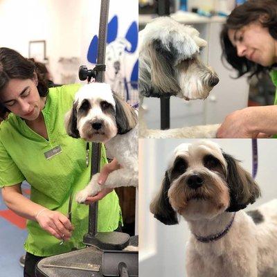 Our groomer Alicia taking her time pampering one of our grooming pups.