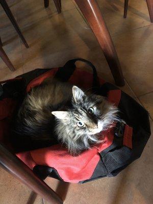 Kitty in a gym bag!